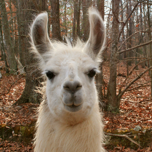 My Companion LLAMA - Katherine Cowley