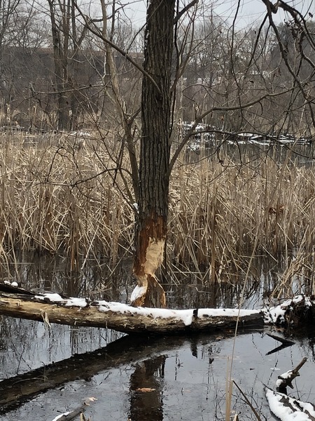 A tree in a marshy area of a pond. It has been gnawed on on both sides by a beaver, yet somehow it stays standing.