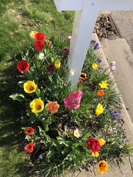 A small garden bed of brightly colored tulips.